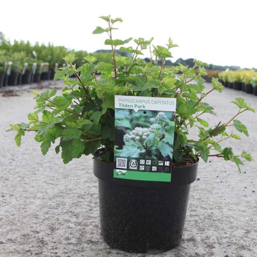Physocarpus capitatus Tilden Park (Hábito)