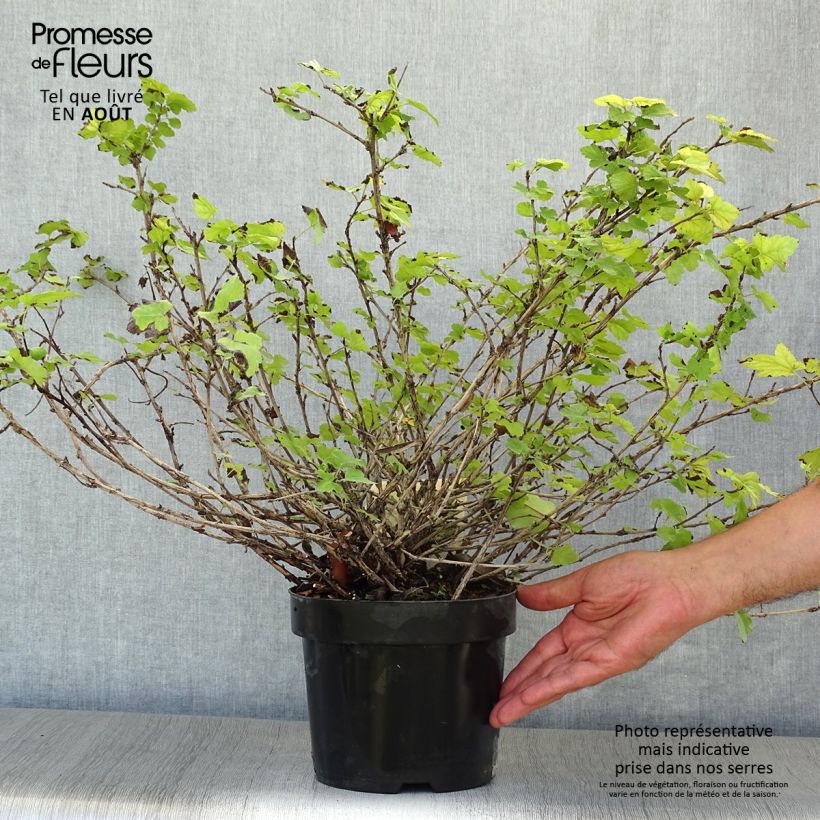 Amostra de Physocarpus capitatus Tilden Park Vaso de 3 L/4 L tal como entregue no verão