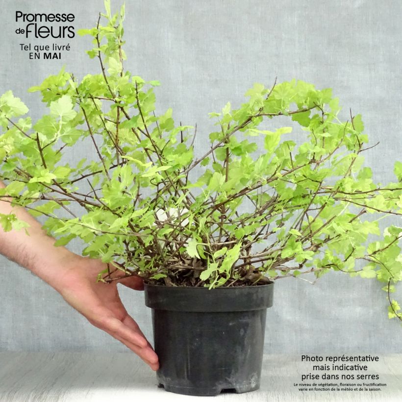 Amostra de Physocarpus capitatus Tilden Park Vaso de 3 L/4 L tal como entregue na primavera