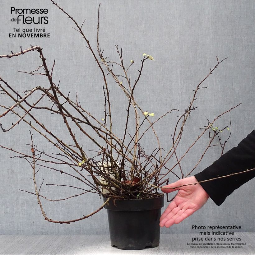Amostra de Physocarpus capitatus Tilden Park Vaso de 3 L/4 L tal como entregue no outono