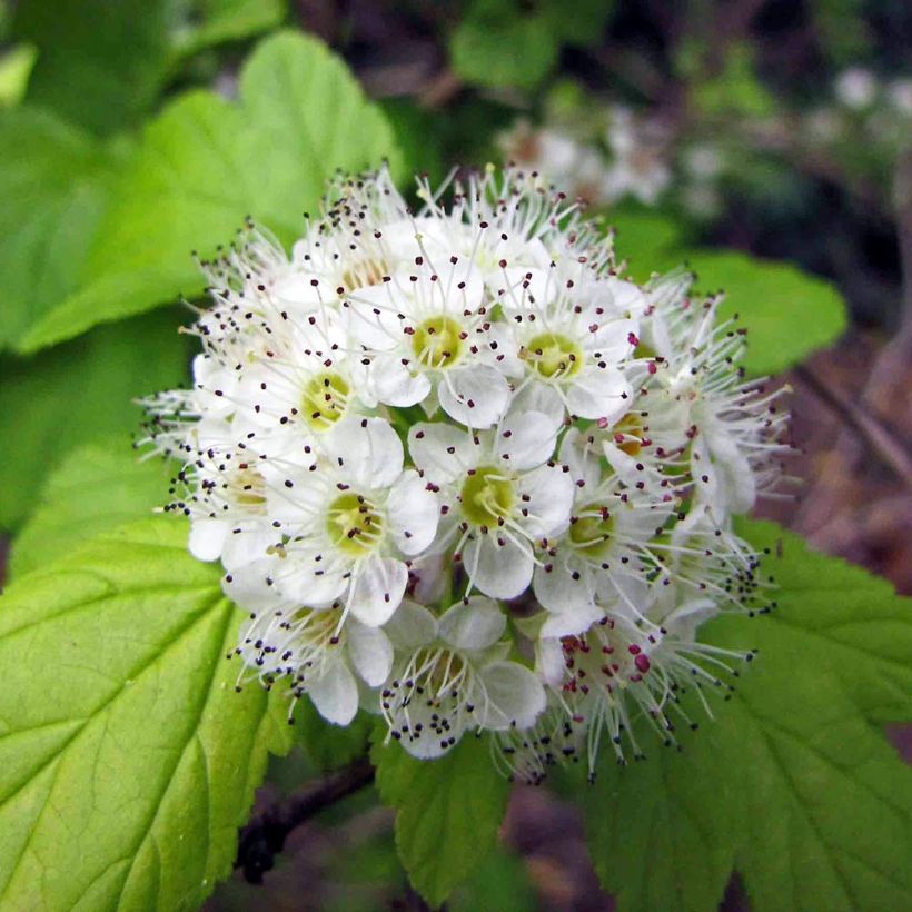 Physocarpus opulifolius (Floração)