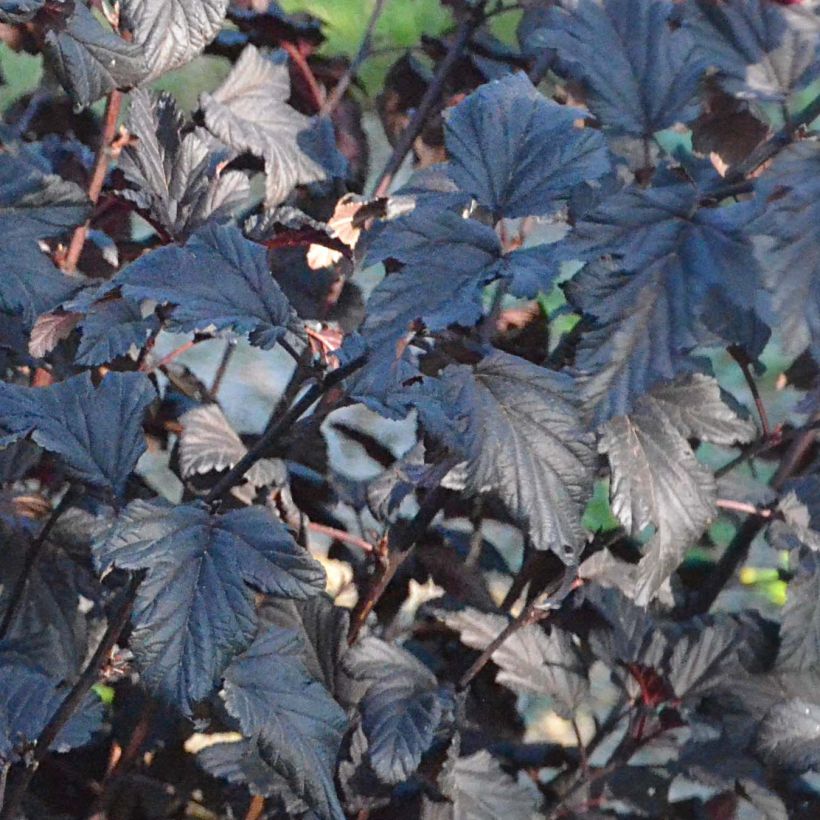 Physocarpus opulifolius All Black (Folhagem)