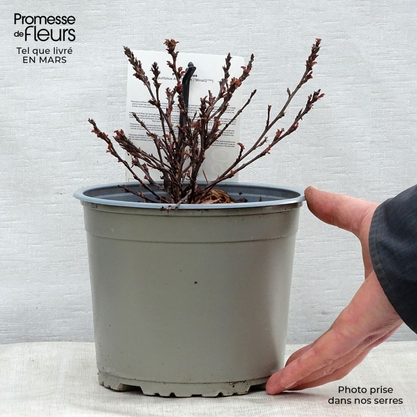 Amostra de Physocarpus opulifolius All Black Vaso de 3 L/4 L tal como entregue na primavera