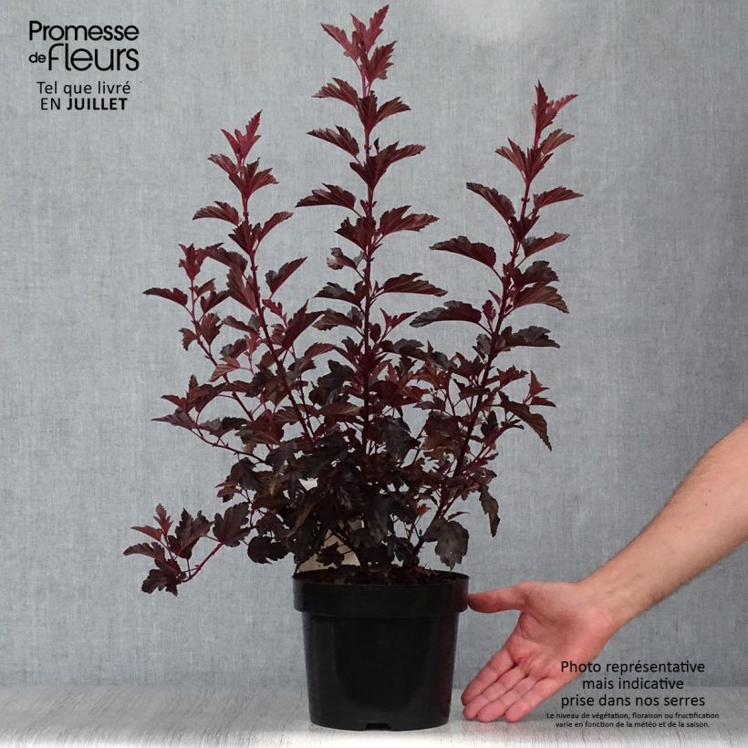 Amostra de Physocarpus opulifolius All Black Vaso de 3 L/4 L tal como entregue no verão