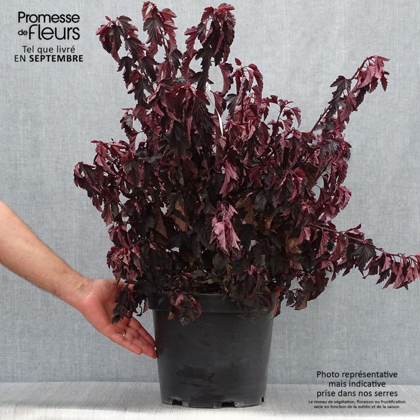 Amostra de Physocarpus opulifolius All Black Vaso de 7,5 L/10 L tal como entregue no outono