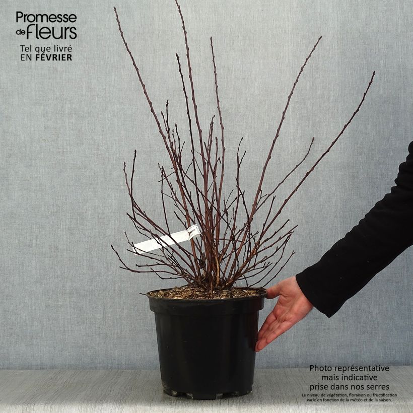Amostra de Physocarpus opulifolius All Black - Physocarpe noir Vaso de 7,5 L/10 L tal como entregue no inverno