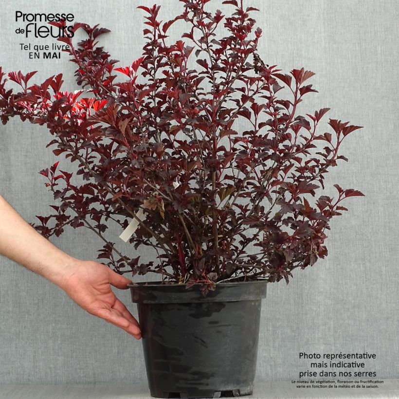 Amostra de Physocarpus opulifolius All Black Vaso de 7,5 L/10 L tal como entregue na primavera