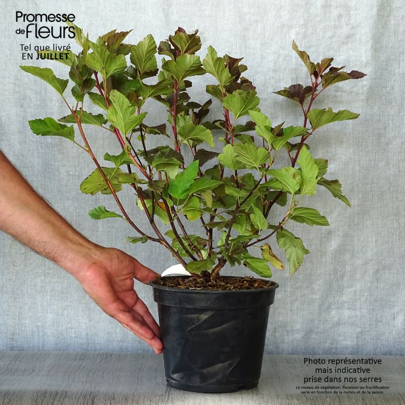 Amostra de Physocarpus opulifolius Amber Jubilee Vaso de 3 L/4 L tal como entregue no verão
