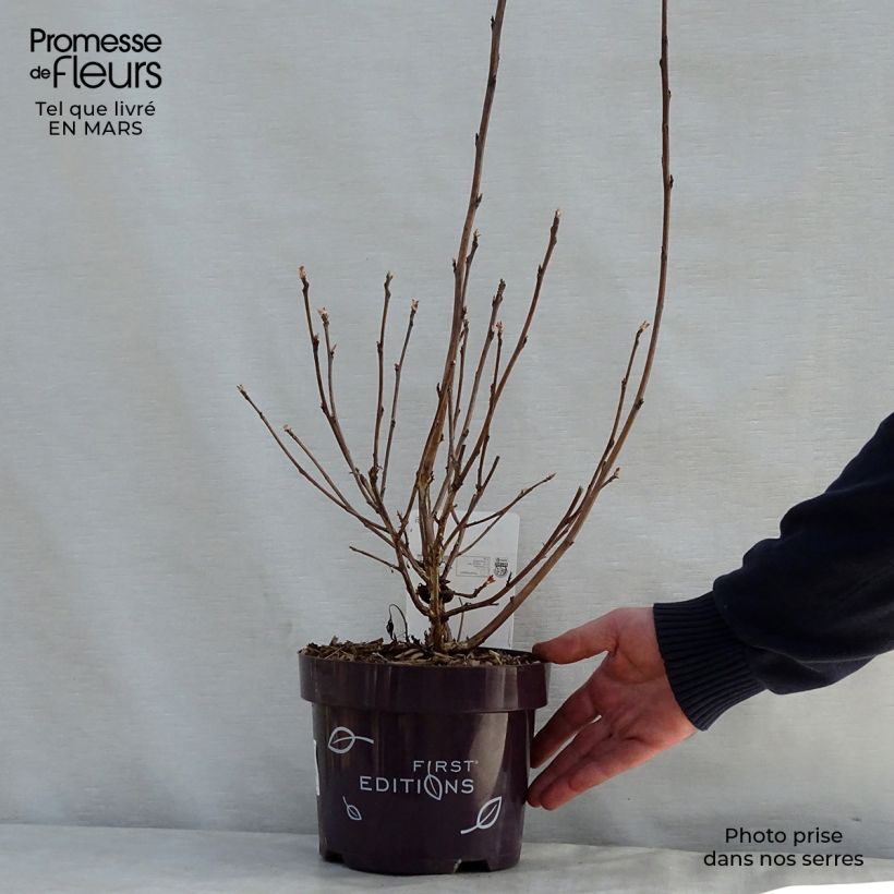 Amostra de Physocarpus opulifolius Amber Jubilee Vaso de 3 L/4 L tal como entregue na primavera