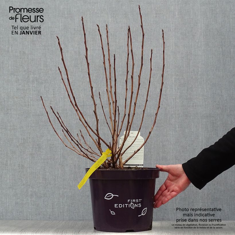 Amostra de Physocarpus opulifolius Amber Jubilee Vaso de 7,5 L/10 L tal como entregue no inverno