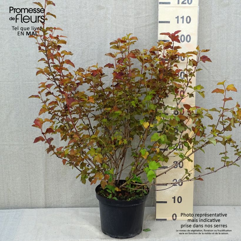 Amostra de Physocarpus opulifolius Amber Jubilee Vaso de 7,5 L/10 L tal como entregue na primavera