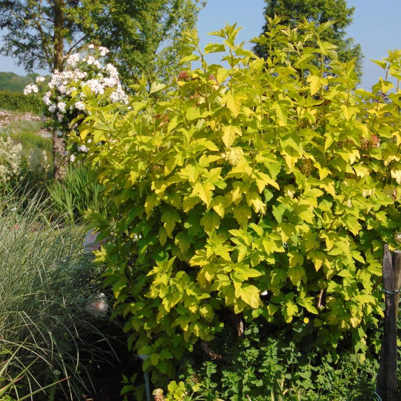 Exemplo de amostra de Physocarpus opulifolius Angel Gold - Physocarpe Pot de 3L/4L tal como entregue