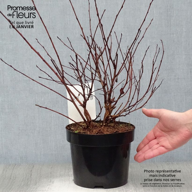 Amostra de Physocarpus opulifolius Angel Gold - Physocarpe Vaso de 3 L/4 L tal como entregue no inverno