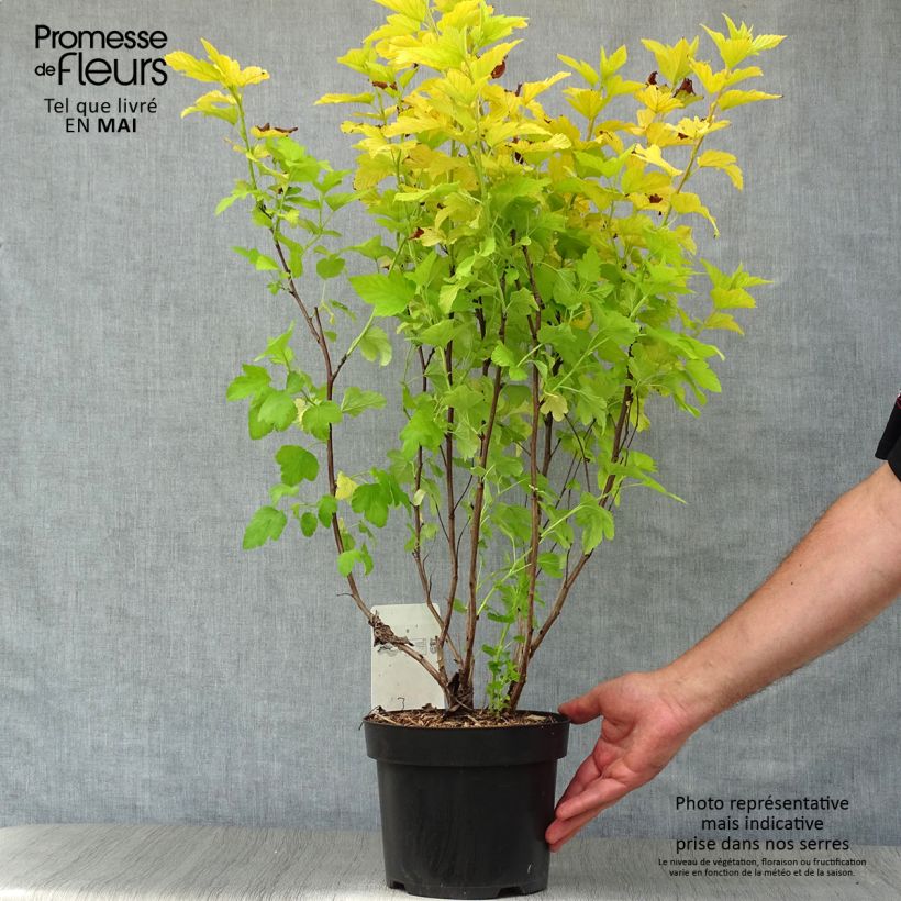 Amostra de Physocarpus opulifolius Angel Gold Vaso de 3 L/4 L tal como entregue na primavera