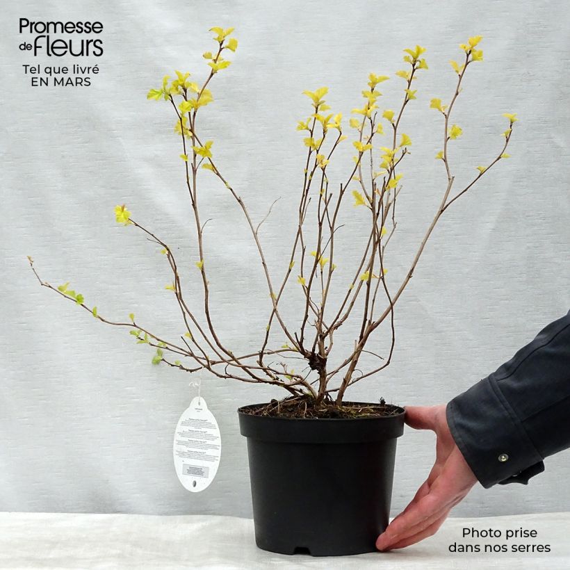 Amostra de Physocarpus opulifolius Anny's Gold - Physocarpe Vaso de 3 L/4 L tal como entregue no inverno