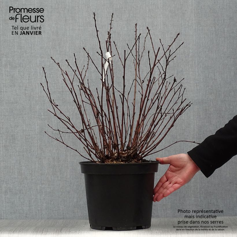 Amostra de Physocarpus opulifolius Black Light - Physocarpe Vaso de 7,5 L/10 L tal como entregue no inverno