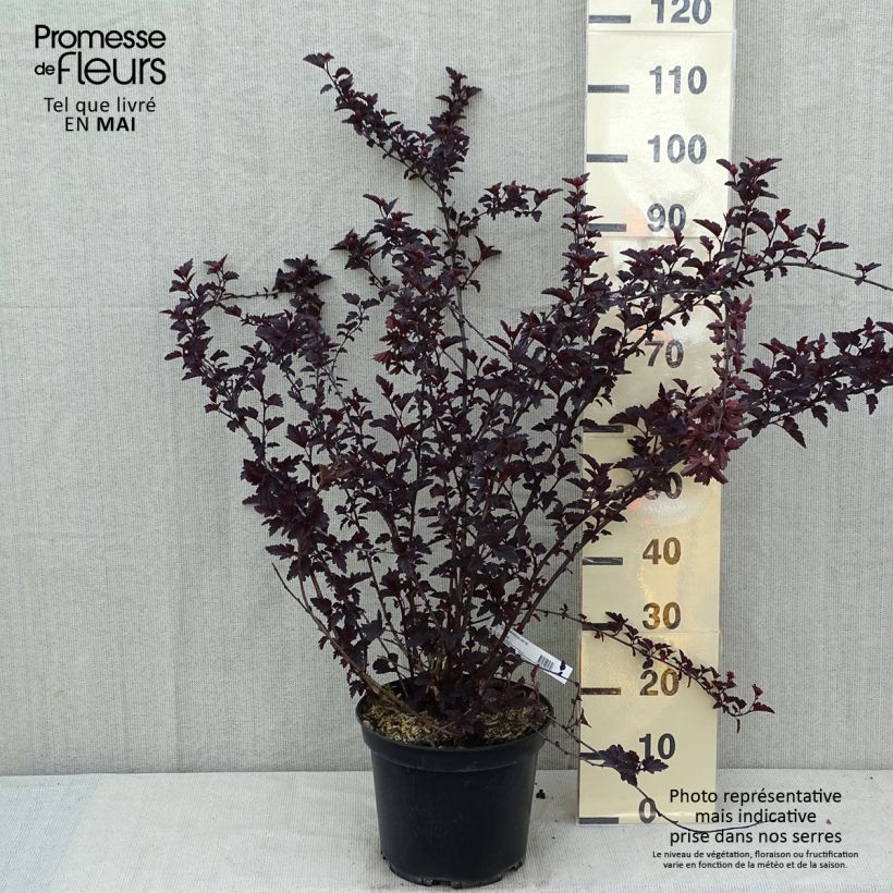 Amostra de Physocarpus opulifolius Black Light Vaso de 7,5 L/10 L tal como entregue na primavera