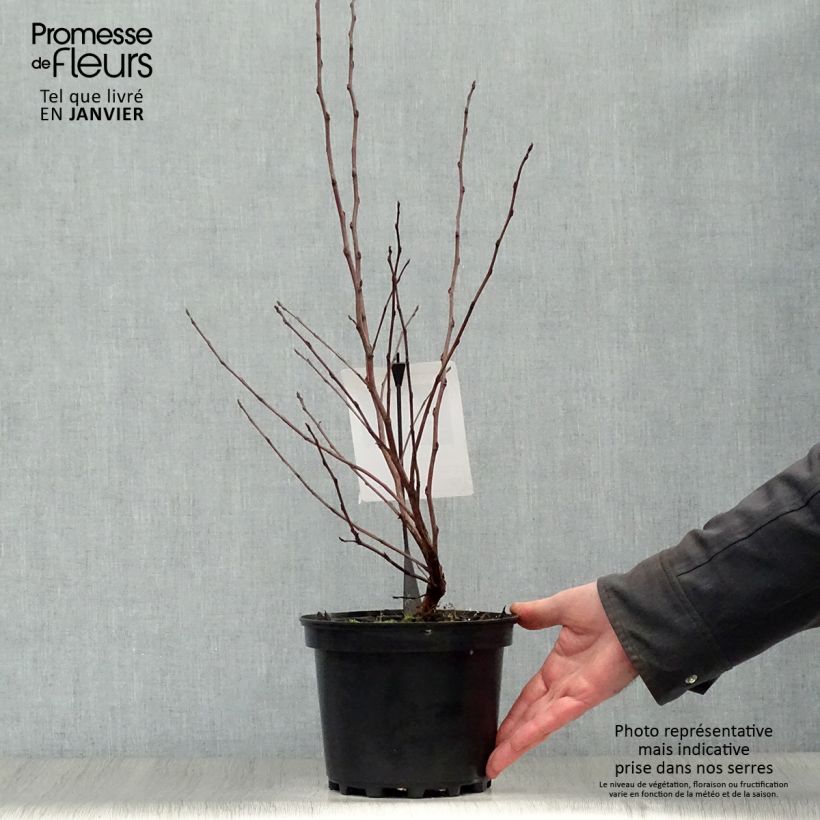 Amostra de Physocarpus opulifolius Diable D'Or - Physocarpe à feuilles cuivre Vaso de 3 L/4 L tal como entregue no inverno
