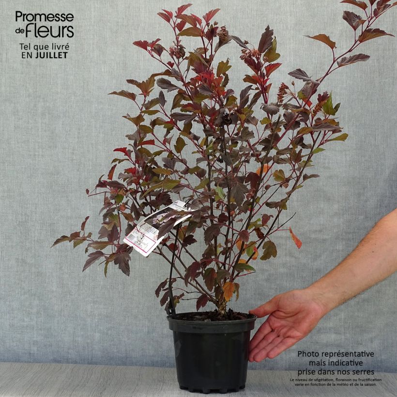 Amostra de Physocarpus opulifolius Diable D'Or Vaso de 3 L/4 L tal como entregue no verão