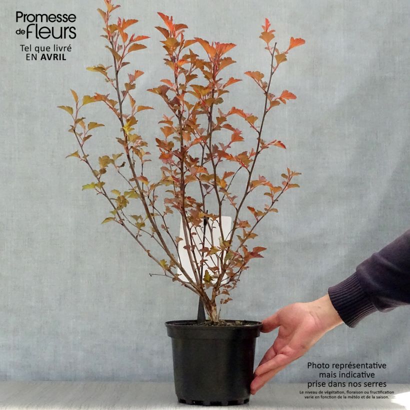 Amostra de Physocarpus opulifolius Diable D'Or Vaso de 3 L/4 L tal como entregue na primavera
