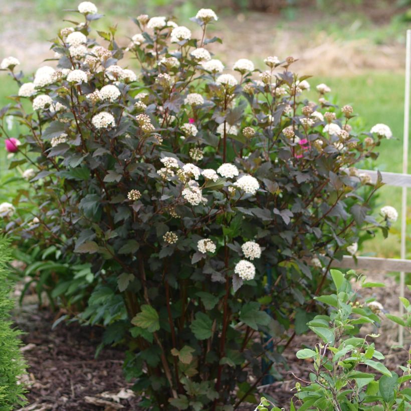 Physocarpus opulifolius Diabolo (Hábito)
