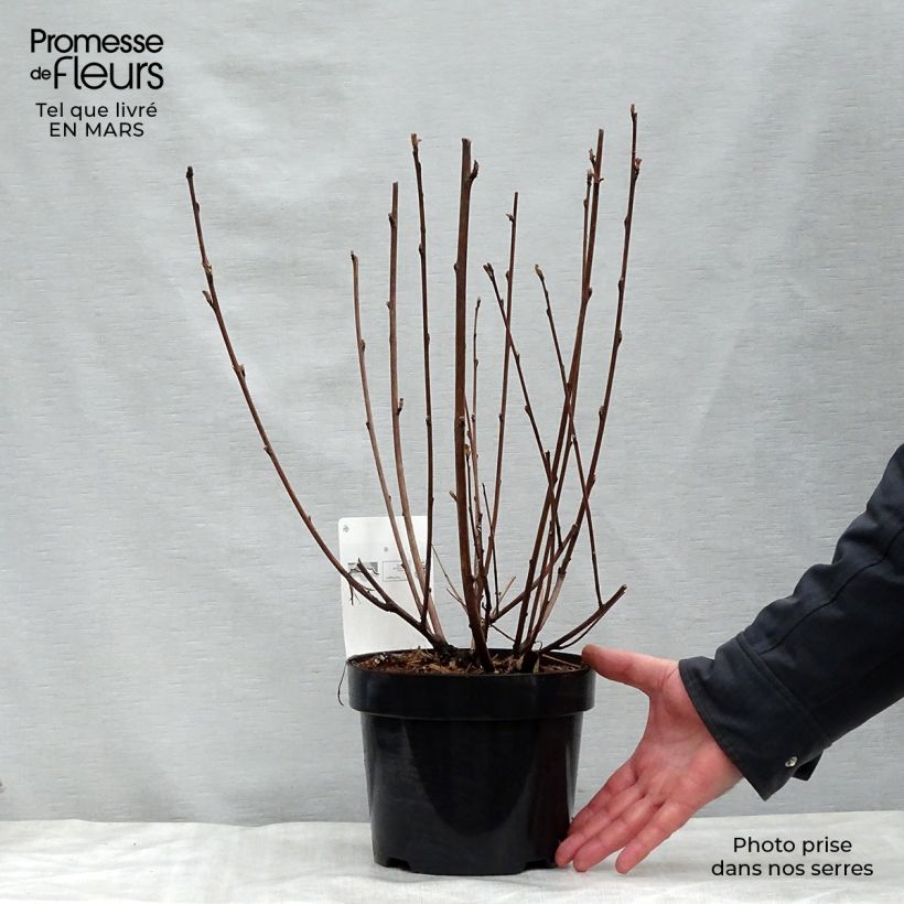 Amostra de Physocarpus opulifolius Diabolo Vaso de 3 L/4 L tal como entregue na primavera