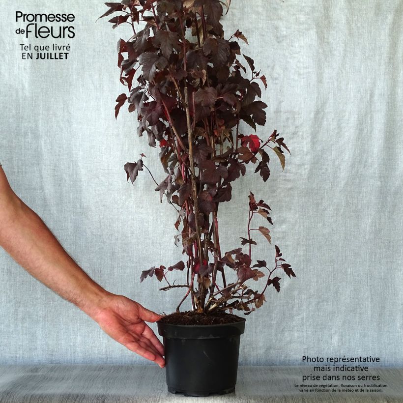 Amostra de Physocarpus opulifolius Diabolo Vaso de 3 L/4 L tal como entregue no verão