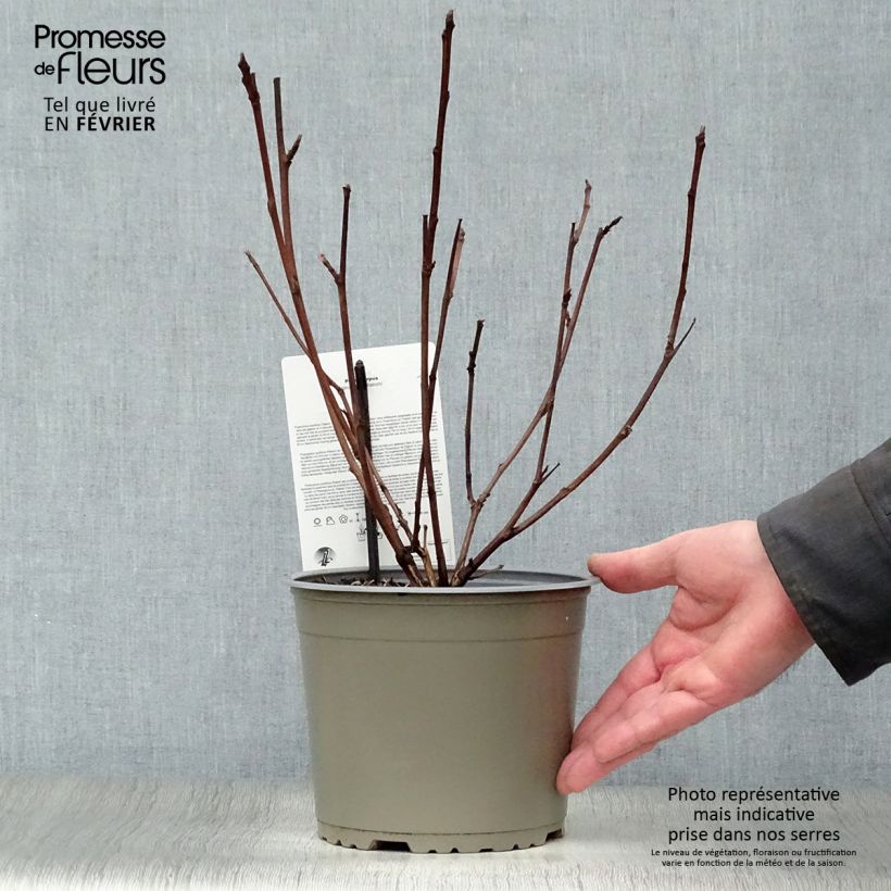 Amostra de Physocarpus opulifolius Diabolo Vaso de 3 L/4 L tal como entregue no inverno