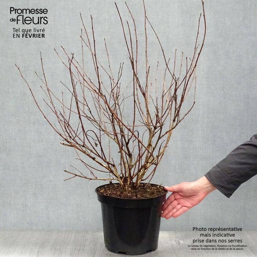 Amostra de Physocarpus opulifolius Diabolo Vaso de 6 L/7 L tal como entregue no inverno