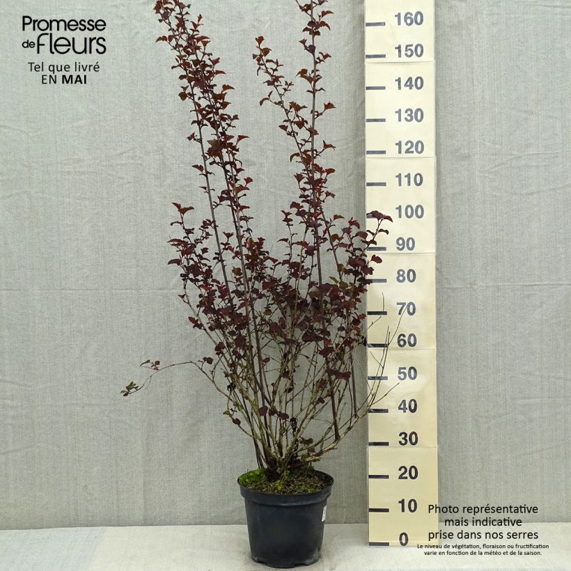 Amostra de Physocarpus opulifolius Diabolo Vaso de 6 L/7 L tal como entregue na primavera