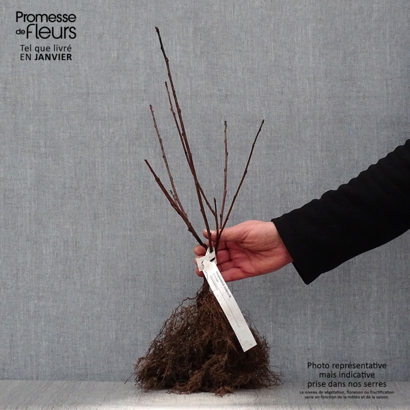 Amostra de Physocarpus opulifolius Diabolo Raízes nuas tal como entregue no inverno
