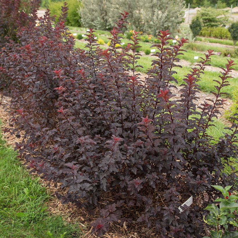 Physocarpus opulifolius Fireside (Hábito)