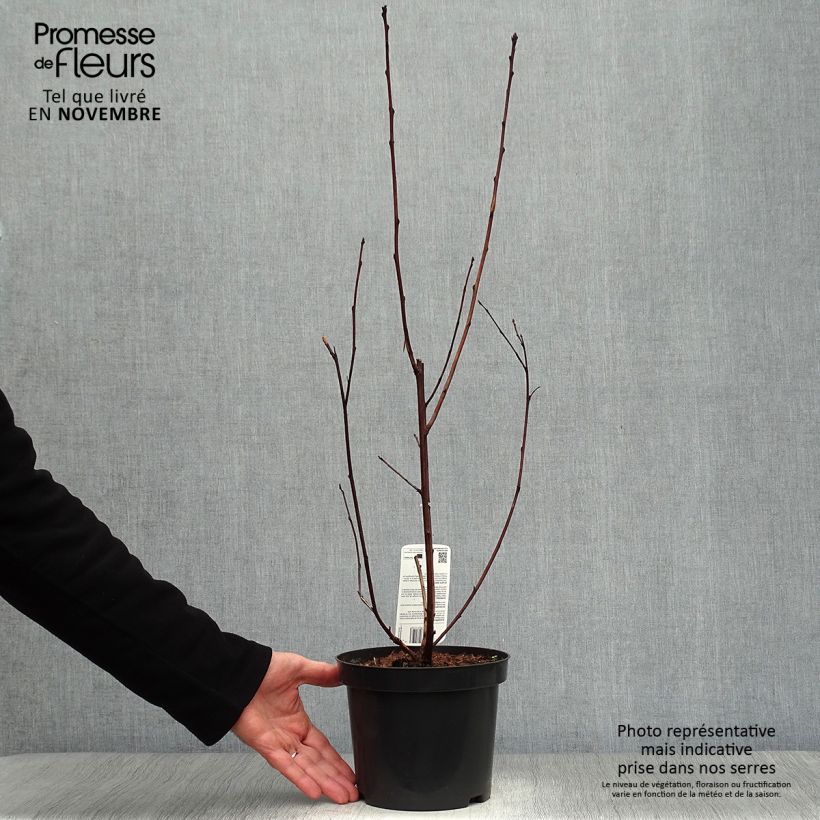 Amostra de Physocarpus opulifolius Lady in Red Vaso de 3 L/4 L tal como entregue no outono