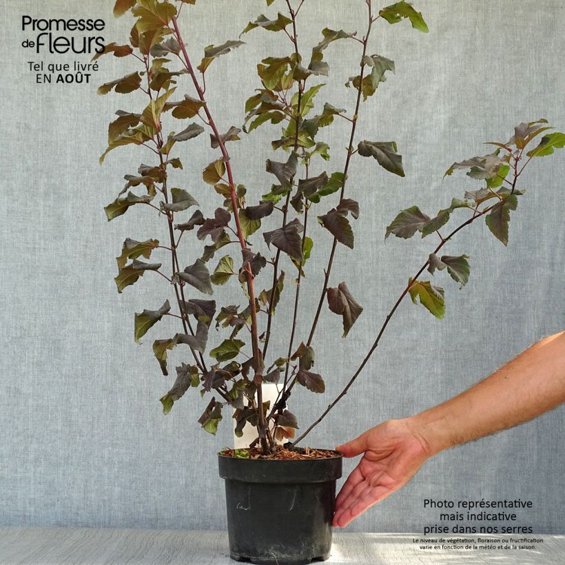 Amostra de Physocarpus opulifolius Lady in Red Vaso de 3 L/4 L tal como entregue no verão