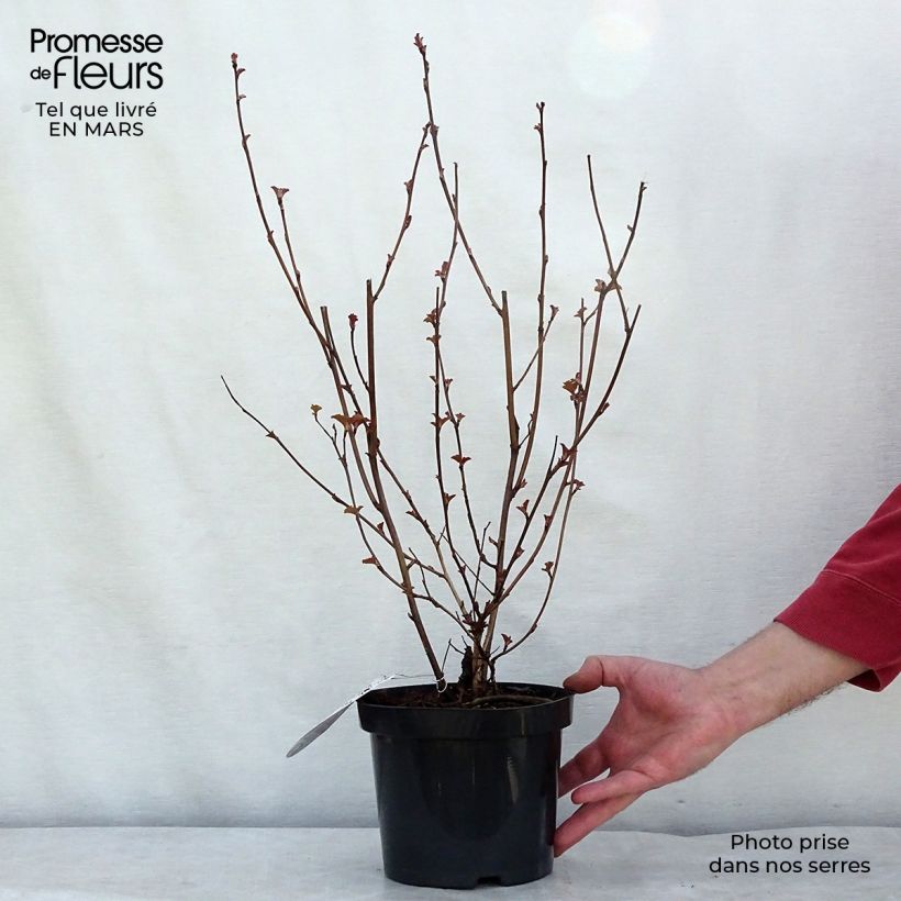Amostra de Physocarpus opulifolius Lady in Red Vaso de 3 L/4 L tal como entregue no inverno