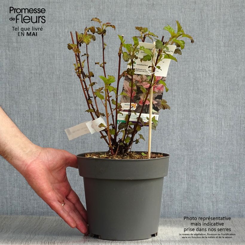 Amostra de Physocarpus opulifolius Lady in Red Vaso de 3 L/4 L tal como entregue na primavera