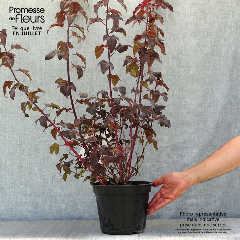 Amostra de Physocarpus opulifolius Lady in Red Vaso de 3 L/4 L tal como entregue no verão