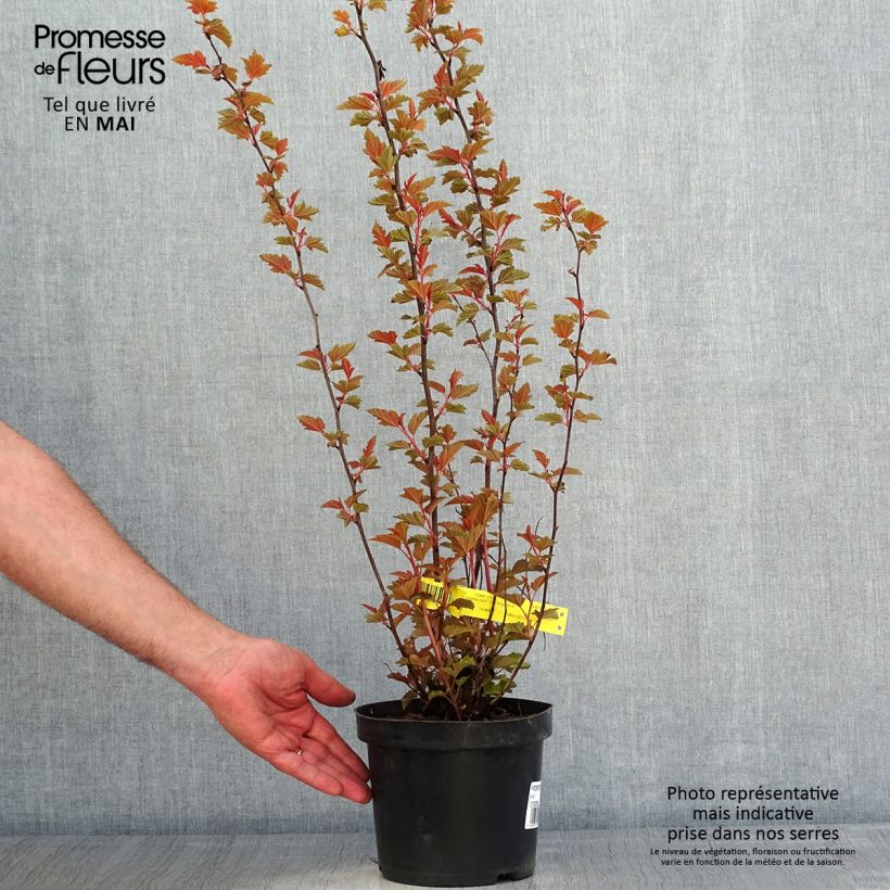 Amostra de Physocarpus opulifolius Little Angel Vaso de 2 L/3 L tal como entregue na primavera