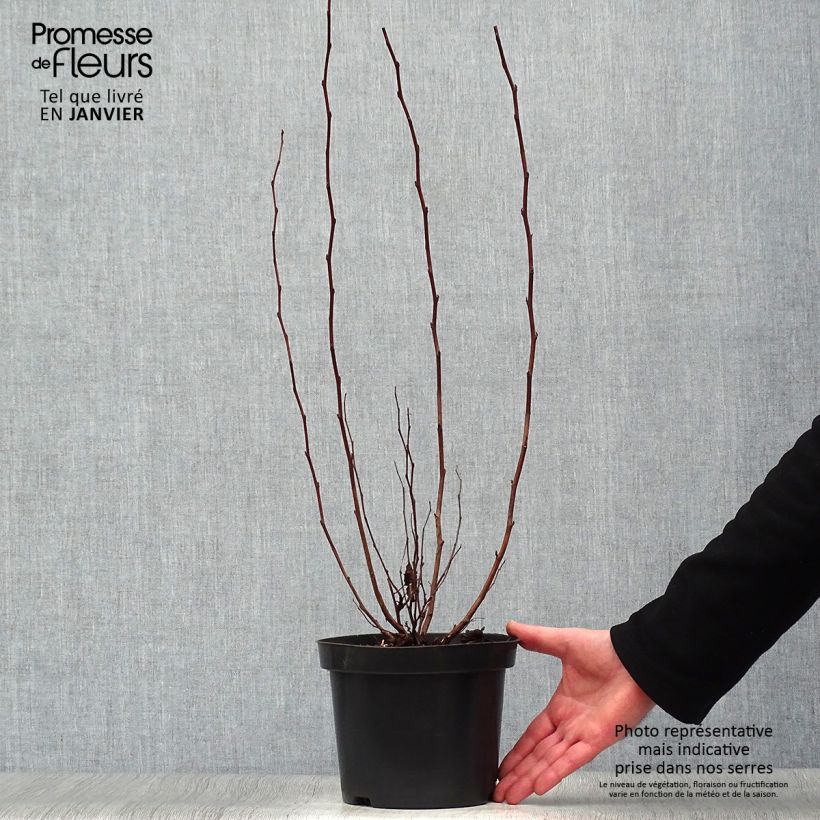 Amostra de Physocarpus opulifolius Little Angel - Physocarpe Vaso de 2 L/3 L tal como entregue no inverno