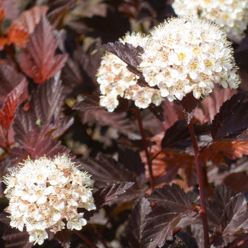 Physocarpus opulifolius Little Angel (Colheita)