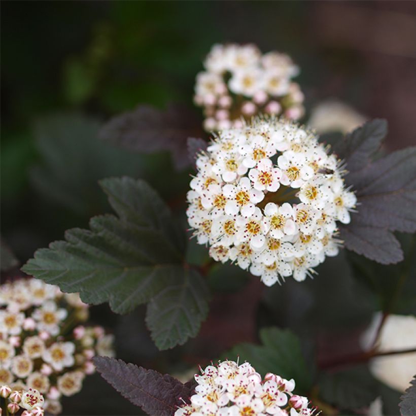 Physocarpus opulifolius Little Devil (Floração)