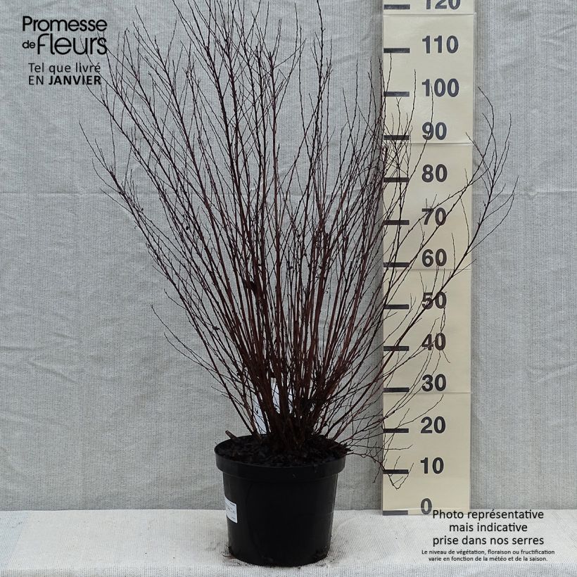 Amostra de Physocarpus opulifolius Little Devil Vaso de 7,5 L/10 L tal como entregue no inverno