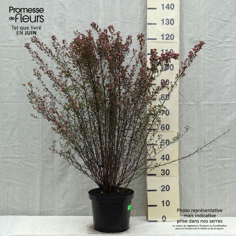 Amostra de Physocarpus opulifolius Little Devil Vaso de 7,5 L/10 L tal como entregue na primavera