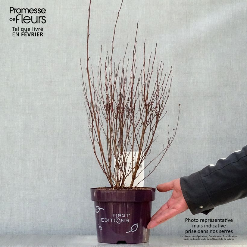 Amostra de Physocarpus opulifolius Little Devil Vaso de 3 L/4 L tal como entregue no inverno