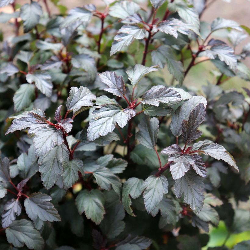 Physocarpus opulifolius Little Joker (Folhagem)