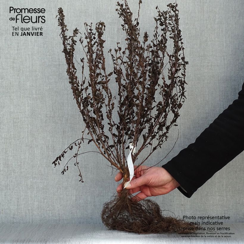 Amostra de Physocarpus opulifolius Little Joker Raízes nuas tal como entregue no inverno