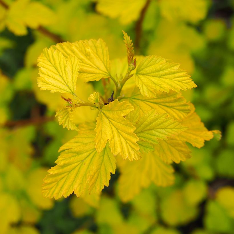Physocarpus opulifolius Luteus (Folhagem)