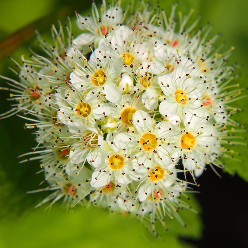 Physocarpus opulifolius Luteus (Floração)
