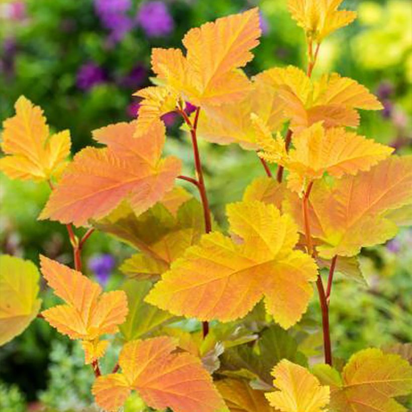 Physocarpus opulifolius Magic Ball (Folhagem)