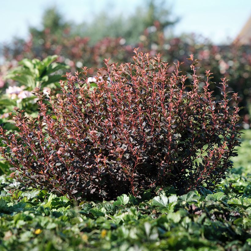 Physocarpus opulifolius Magic Sweet Cherry Tea (Hábito)